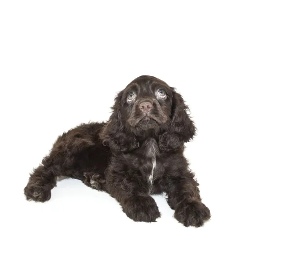 Cocker Spaniel cachorro — Foto de Stock