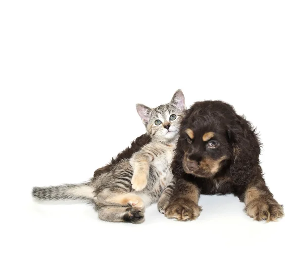 Muito doce filhote de cachorro e gatinho — Fotografia de Stock