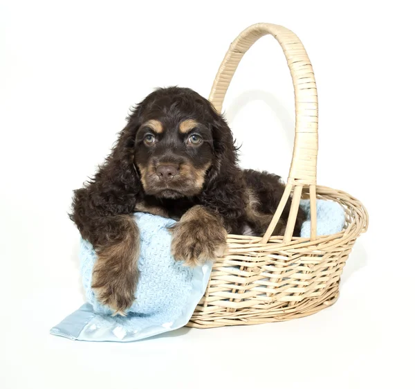 Cocker spaniel valp — Stockfoto