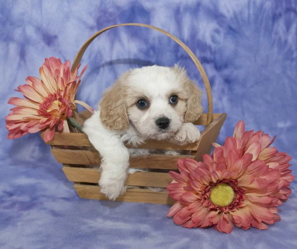 Cavachon Puppy — Stockfoto