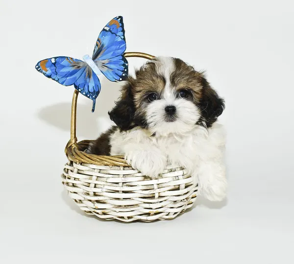 Cachorro shih-tzu — Fotografia de Stock