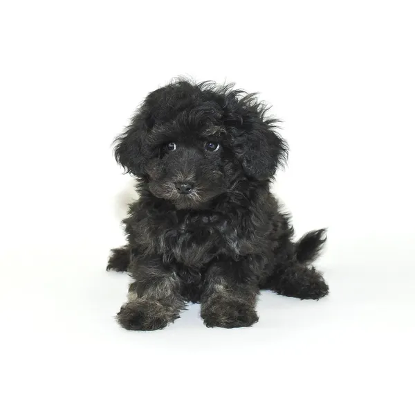 Malti-Poo Welpe mit traurigem Gesicht — Stockfoto