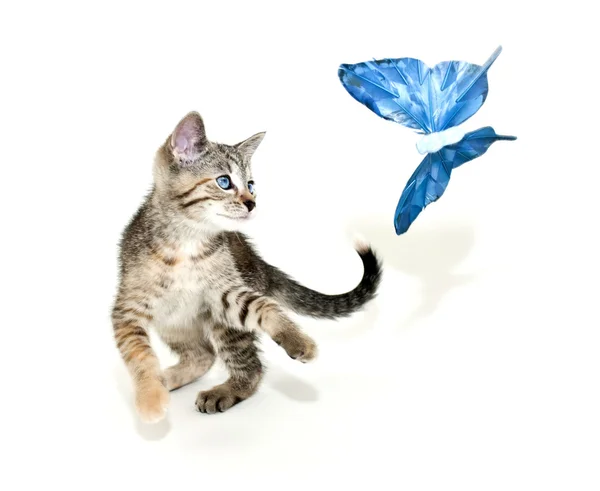 Kitten and Butterfly — Stock Photo, Image