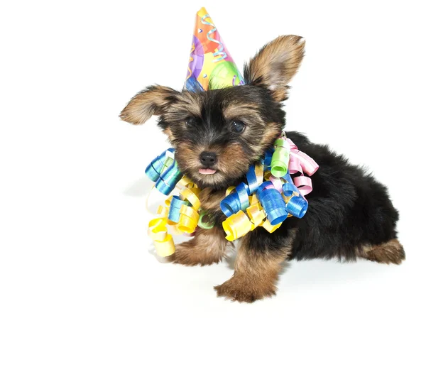 Aniversário Yorkie Filhote de cachorro — Fotografia de Stock
