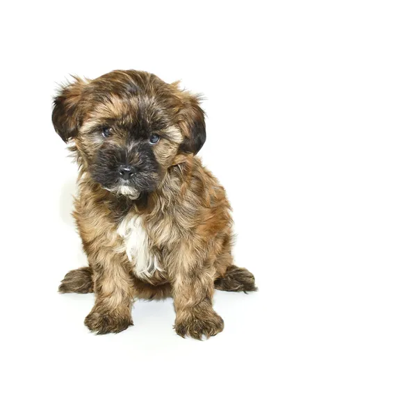 Tek yorkie-poo köpek yavrusu