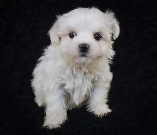 Filhote de cachorro bonito de Malti-Poo — Fotografia de Stock