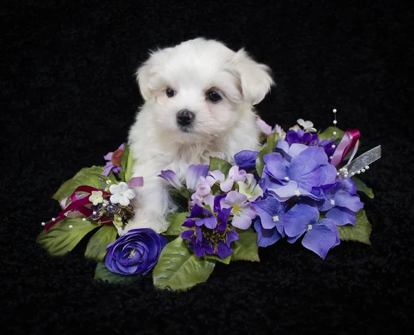Very Pretty Malti-Poo Puppy — Stock Photo, Image