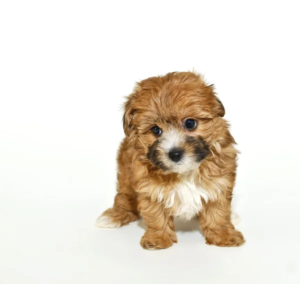 Söt yorkie-poo valp — Stockfoto