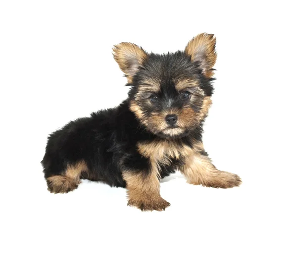 Yorkie Puppy — Stock Photo, Image