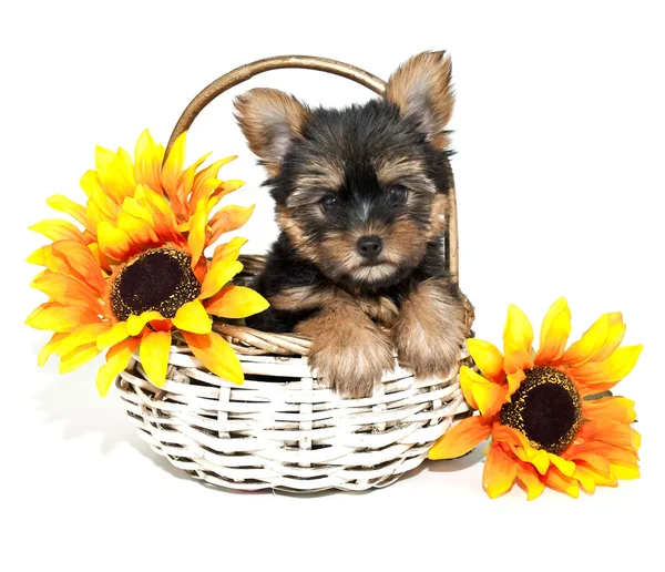 Cãozinho Yorkie — Fotografia de Stock