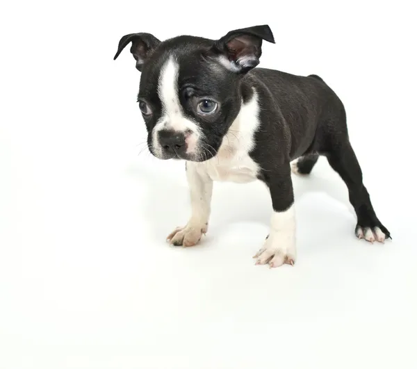 Boston Terrier Puppy Saying "I'm Sorry". — Stock Photo, Image