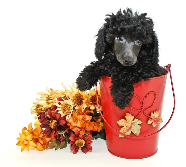 Black Poodle — Stock Photo, Image