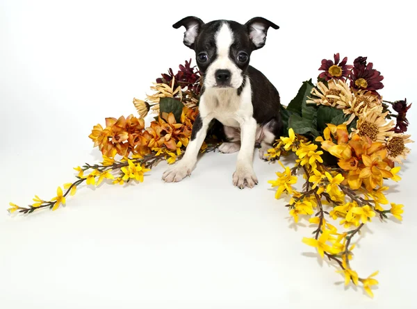 Boston Terrier Welpe — Stockfoto
