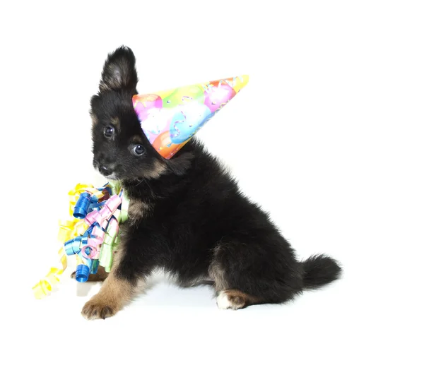 Aniversário filhote de cachorro da Pomerânia — Fotografia de Stock