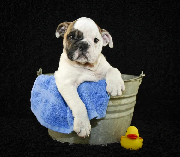 Hora del baño — Foto de Stock