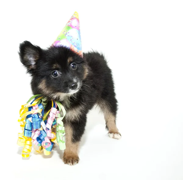 Cumpleaños Pomeranian Puppy —  Fotos de Stock