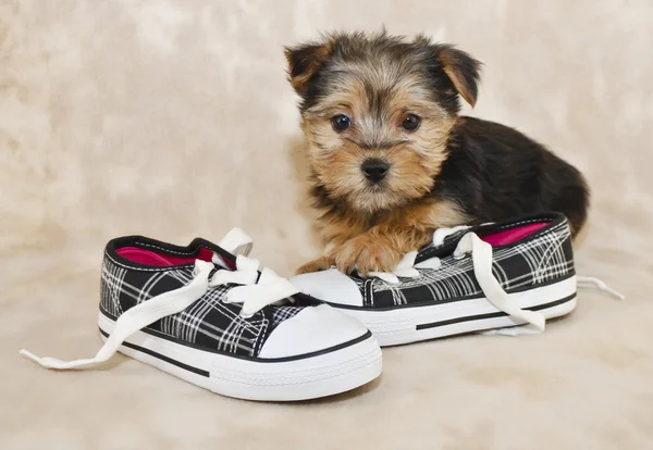 Sweet Little Morkie Puppy — Stock Photo, Image