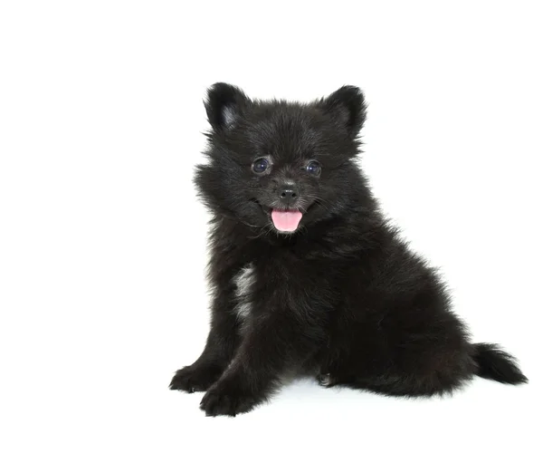 Zwarte Pommeren pup — Stockfoto