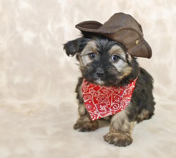 Filhote de cachorro Cowboy — Fotografia de Stock