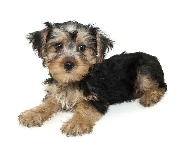 Morkie Chiot — Photo