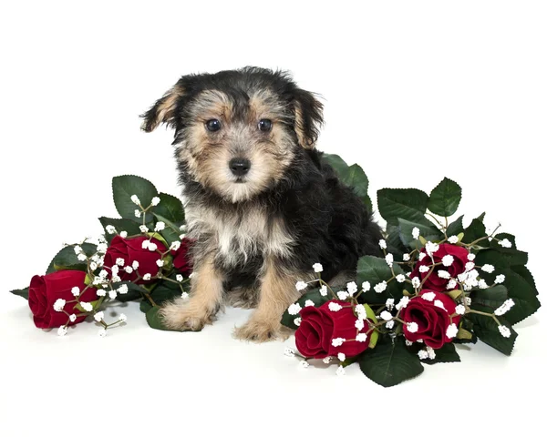 Morkie Puppy — Stock Photo, Image