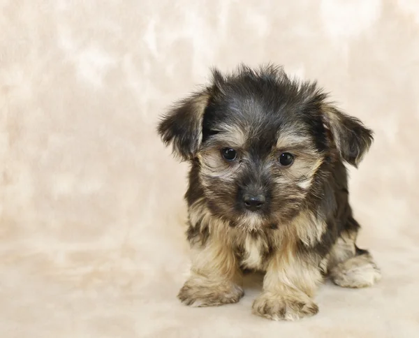 Dulce poco morkie cachorro —  Fotos de Stock