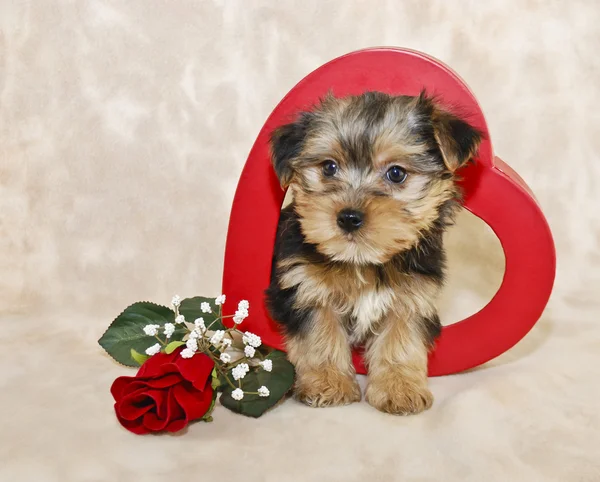 sevimli morkie köpek yavrusu