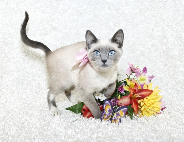 귀여운 샴 고양이 — 스톡 사진