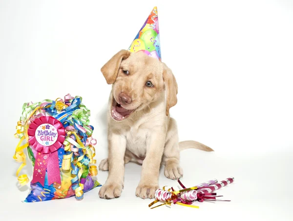 Filhote de cachorro engraçado do laboratório de aniversário — Fotografia de Stock