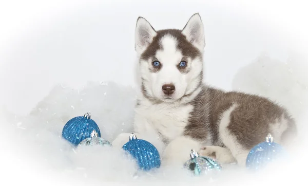 Hermosa Navidad Husky Puppy — Foto de Stock