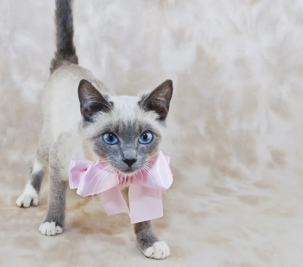 Cute Siamese Kitten — Stock Photo, Image