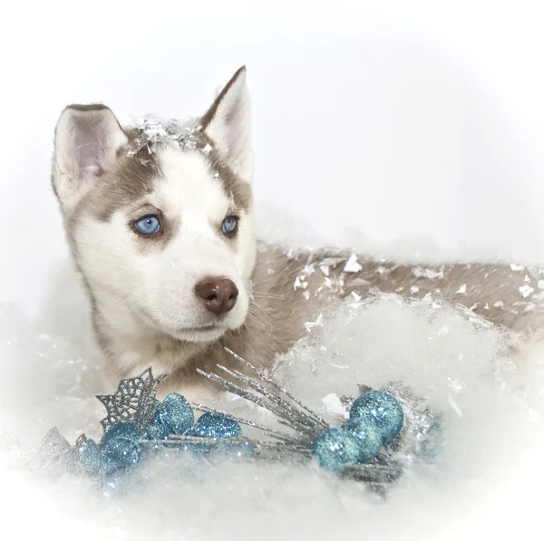 Hermosa Navidad Husky Puppy —  Fotos de Stock