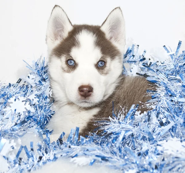 Christmas Husky Puppy — Stock Photo, Image