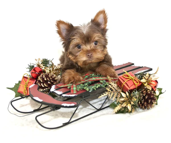 Cachorrinho Yorkie Natal — Fotografia de Stock