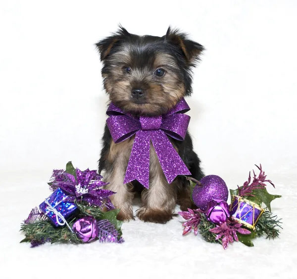 Christmas Yorkie Puppy. — Stock Photo, Image