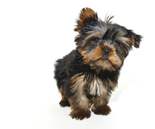 Pequeño yorkie cachorro —  Fotos de Stock