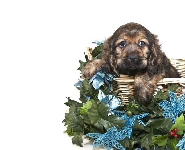 Kerstmis cocker spaniel puppy — Stockfoto