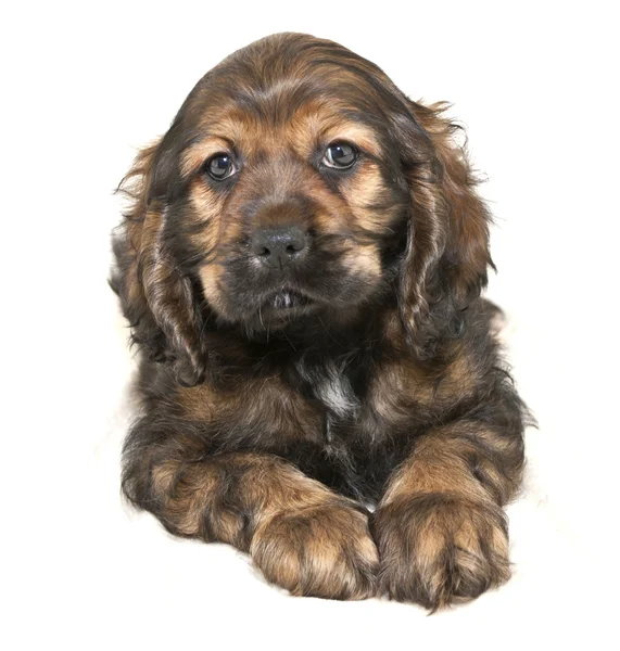 코 커 발 바리 강아지 — 스톡 사진