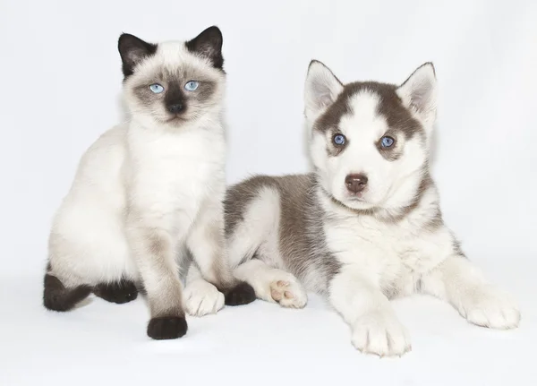 Bebés de ojos azules —  Fotos de Stock