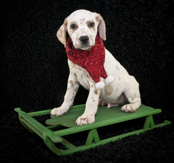 A Christmas Lemon Dalmatian Puppy — Stock Photo, Image