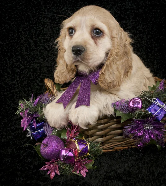 Navidad Cocker Spaniel cachorro —  Fotos de Stock