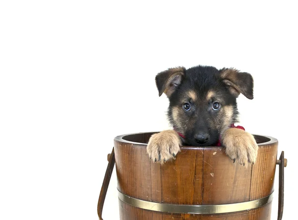 Echa un vistazo a un cachorro Boo —  Fotos de Stock