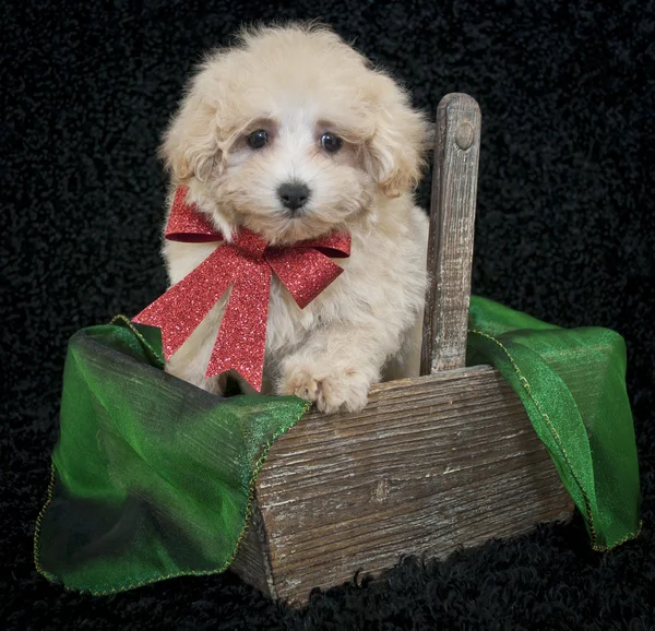 Рождественский щенок Малти-Пу — стоковое фото