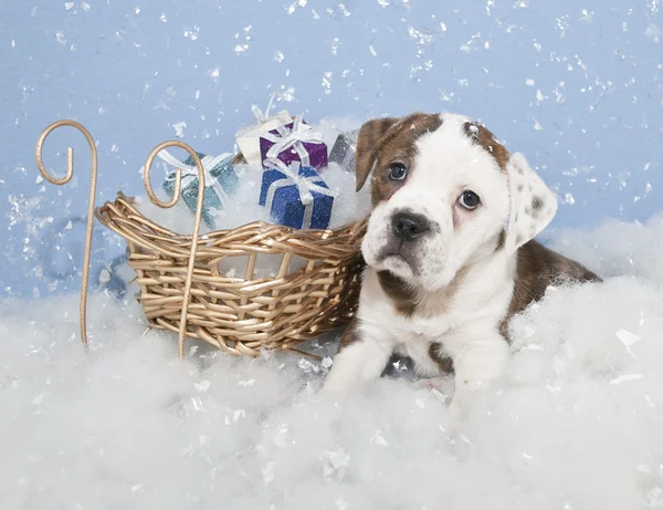 Niedliche Weihnachtsbulldog — Stockfoto