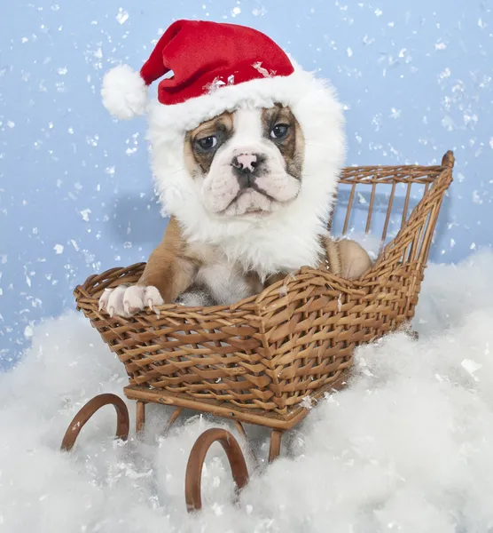 Dumme Weihnachtsmann Bulldogge Welpe — Stockfoto