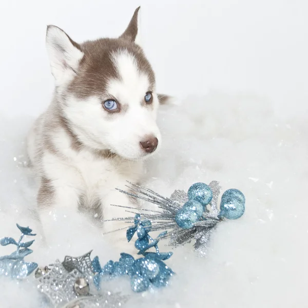 Cucciolo di Natale Husky — Foto Stock