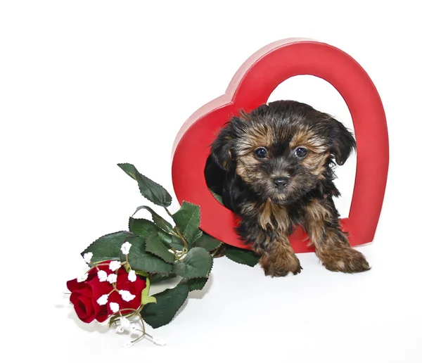 Puppy Love — Stock Photo, Image