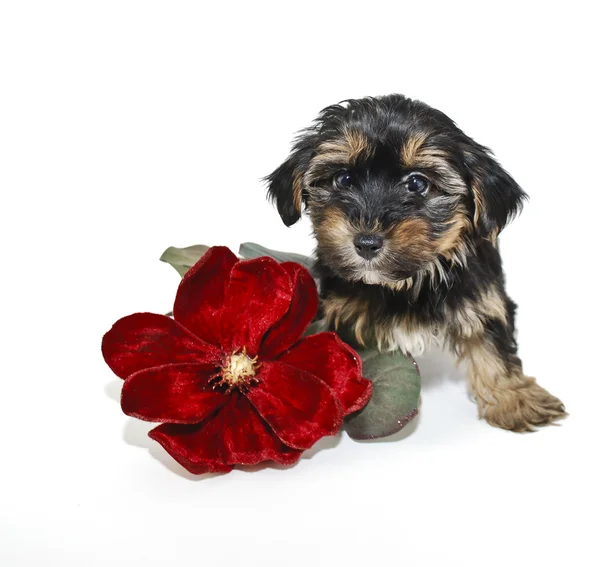 Morkie-Welpe — Stockfoto