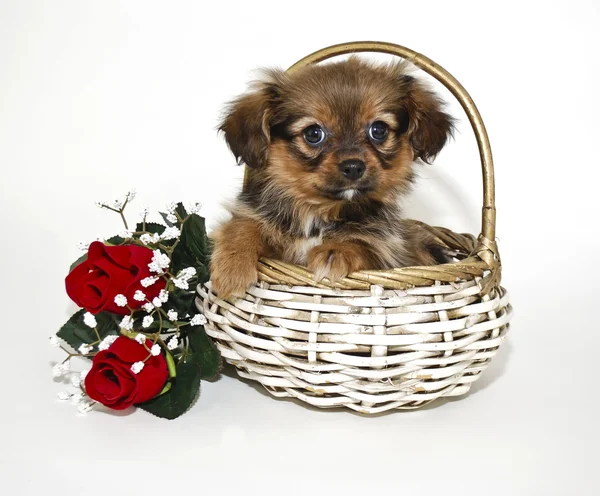 Filhote de cachorro bonito sentado em uma cesta — Fotografia de Stock