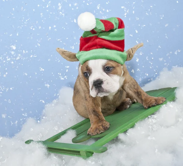 Grappige bulldog elf pup — Stockfoto